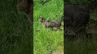 Beautiful cute tabby cat walks through the grass 🐈 #catlovers #catvideos #katzenliebe #gattocarino