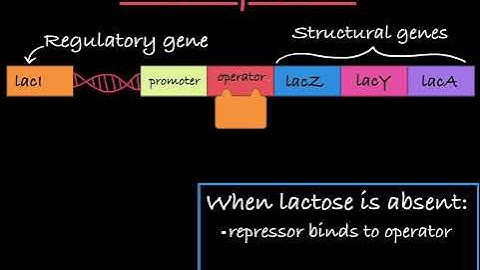 What are the components of an operon their function and organization within the operon?