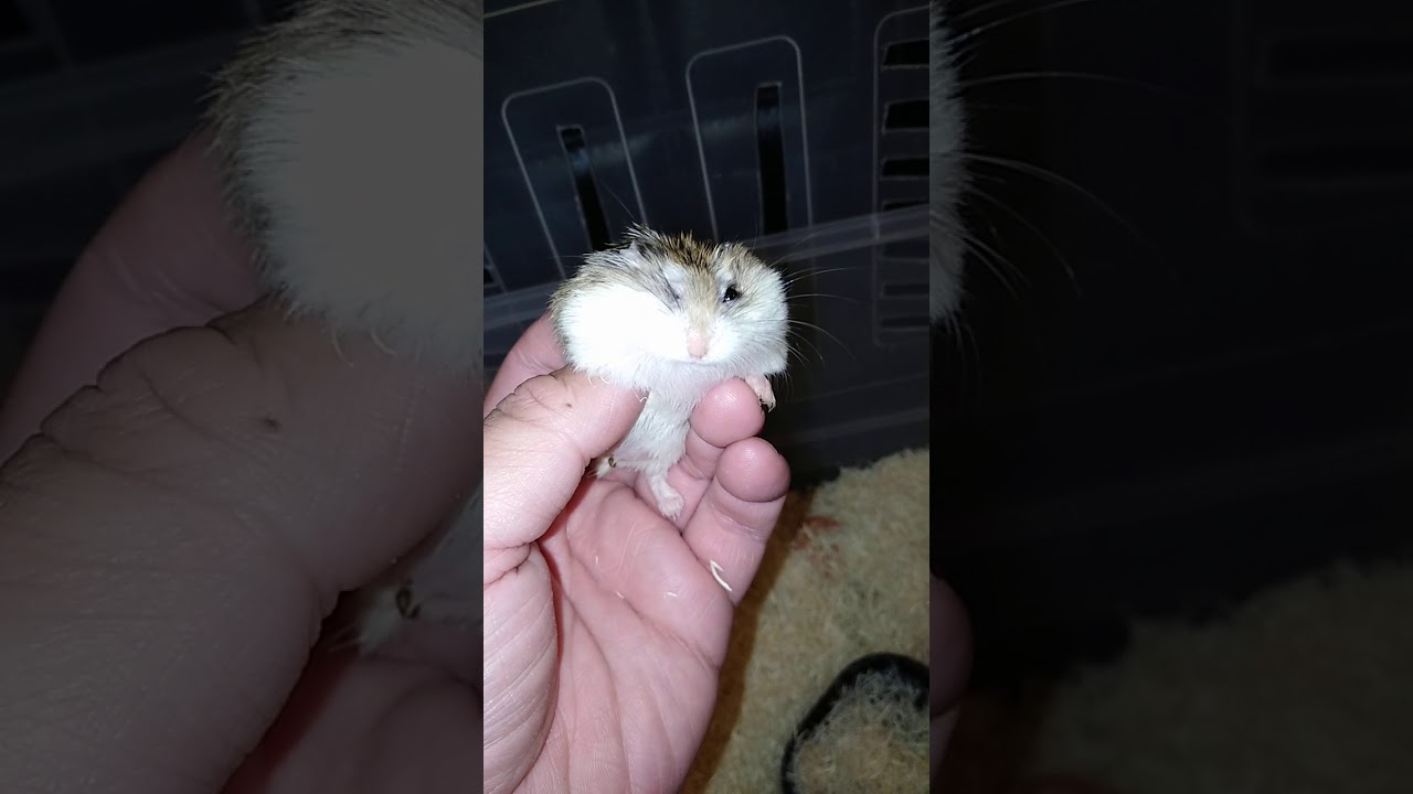 hamster screams when touched