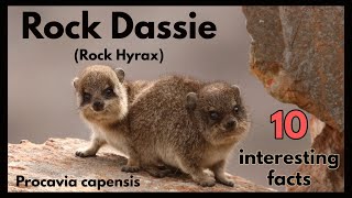 The ROCK DASSIE or Rock Hyrax - 10 interesting facts