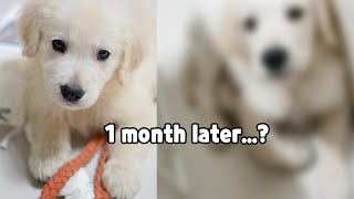 Retriever growth rate in one month
