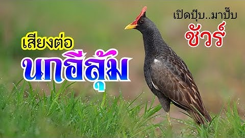 นกอีลุ้ม(นกตูม) #เสียงต่อนกอีลุ้ม เข้าเร็วมาก ใช้ดีบอกต่อสุดจริง🐦🕊️