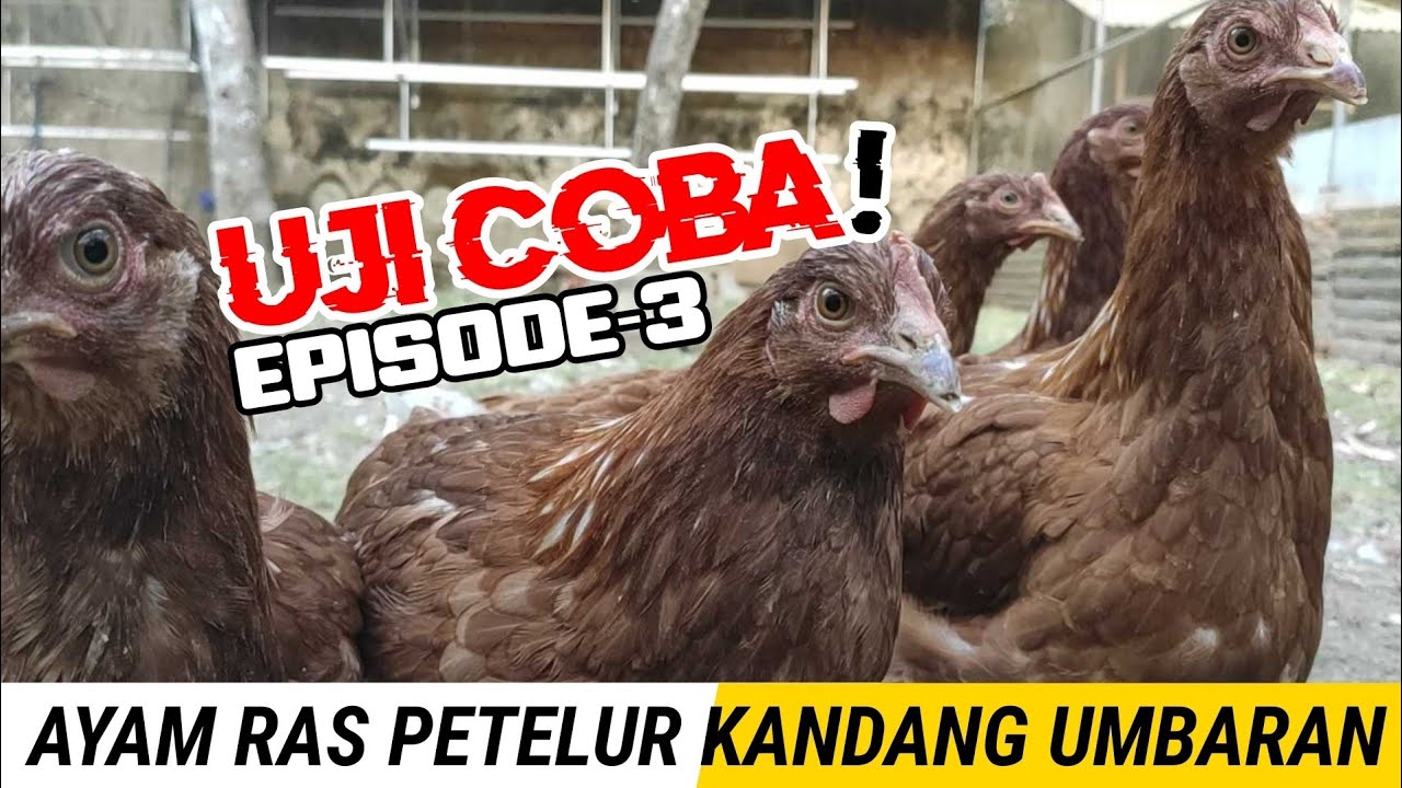 Ayam RAS Petelur Kandang Umbaran "Episode III" 