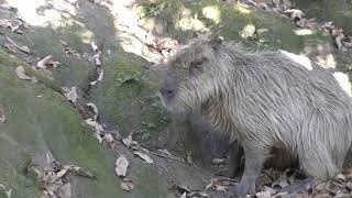 I Was So Inspired by Her Courage and Spirit. Hinase Capybara Captured My Heart