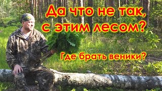 В праздничный лес, за банными вениками! Поздравление. Вредители. Чай из чаги. Мухота.