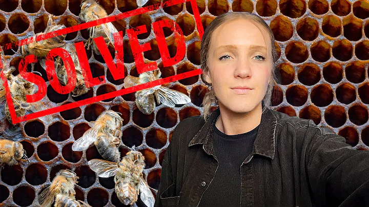 Why Are the Bees Dying? Researchers Just Found a New Virus! / Beekeeping 101 #beekeeping