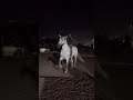 Se roba un caballo para ir ala fiesta 🥳 🐴🤠