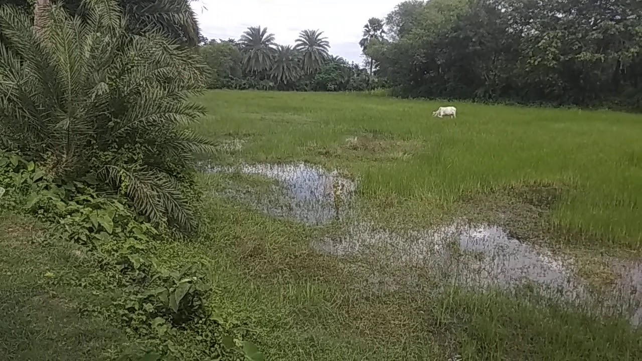 Low price Land sale in near Kolkata new town call 8910901629 /