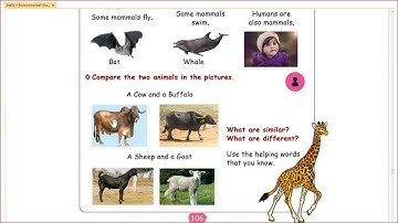 Samacheer Kalvi  | Class 1 | EVS | Term 1 | Unit 4 | Animals around Us