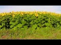 Kansas Sunflowers