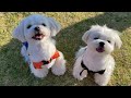 White maltese dog the mexican adventure movie