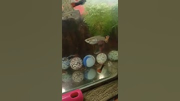 Cá cảnh #tiktok #shorts #trieuview | Cá cảnh Triệu View