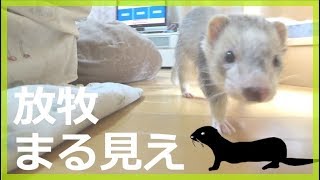 甘えん坊フェレットの放牧の様子と一緒に眠る様子  ferret lab #66