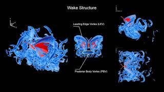 Effects of wing-induced flow on the odor plume structures in an upwind surging flight of monarch ...
