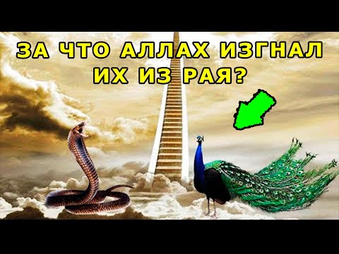 Video: Жаныбарлар качан ачылган?