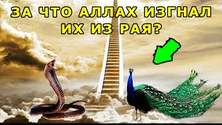 ПОЧЕМУ АЛЛАХ ИЗГНАЛ ИЗ РАЯ ЗМЕЮ И ПАВЛИНА?