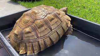 How to soak your adult Sulcata tortoise! Why it’s important to soak tortoises in general! And more!