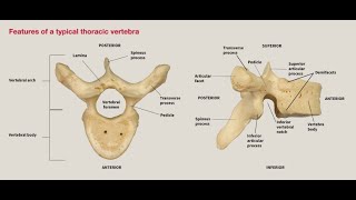 Parts of a typical vertebra and Their functions
