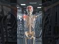 30 Days of Only Push-Ups – Skeleton Body Experiment #ai #skeleton #skeletonshorts #shorts