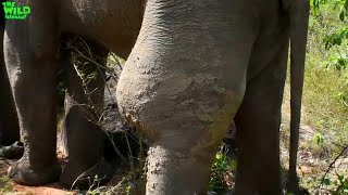 Humble elephant with a tumor in his leg #Shorts