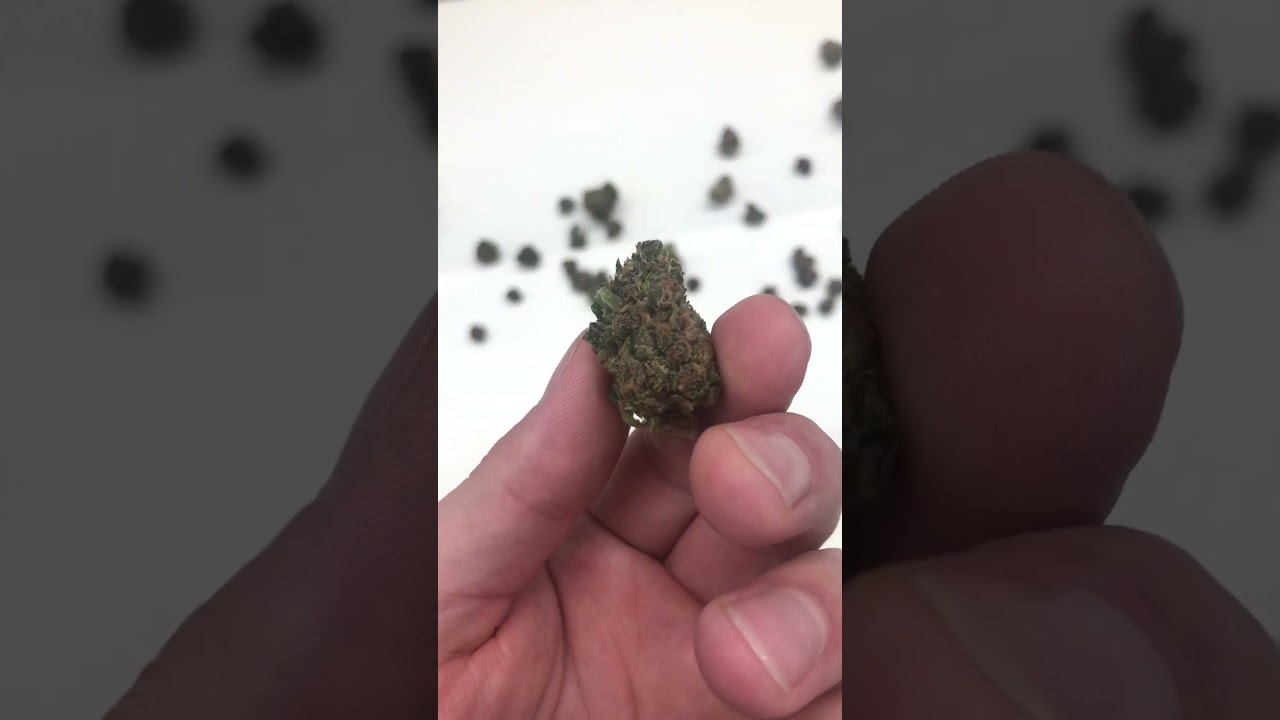 T-Zero SE Industrial Cannabis/Hemp Wet or Dry Trimmer by Twister Technologies