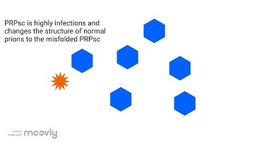 Prion protein mechanism - Makayla Grant