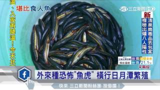 外來種恐怖「魚虎」 橫行日月潭繁殖三立新聞台 