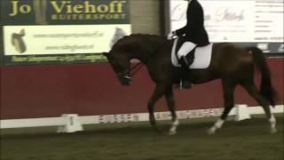 Feingold  17 10 2015 MDressur 1  Platz - News
