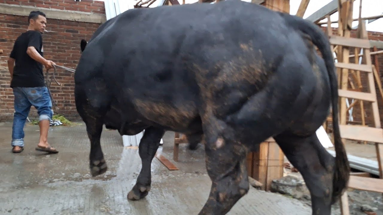 PROSES PENURUNAN SAPI RAKSASA DI KANDANG BARU‼️ - YouTube