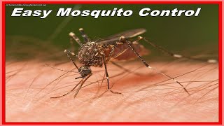 Eliminate Annoying Mosquitoes for FREE!  The Secret to a Mosquito Free Back Yard.