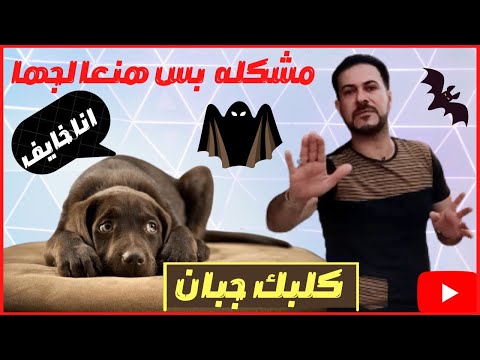 فيديو: يذهب Hell’s Kitchen إلى The Dogs - حرفيًا!