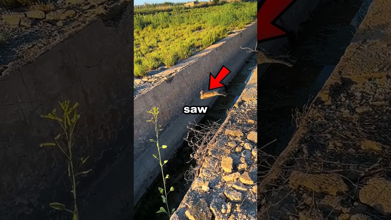 This man SAVES New Rabbit Friend ♥️🐰 