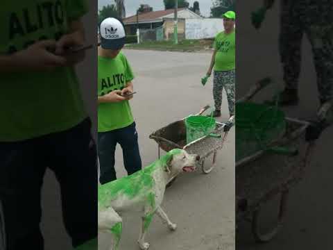 Pintaron un perro de verde