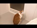 猫達と激動の一日を語る