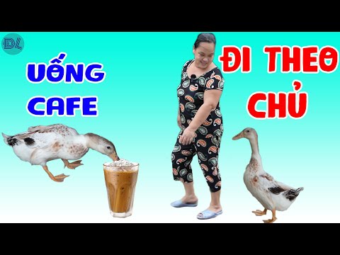 Video Con vịt lạ, ngủ chung với chung, mê mùi chủ, không rời... - youtube