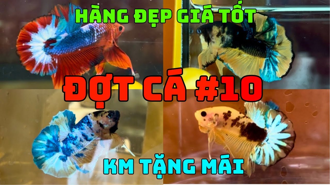 ĐỢT CÁ BETTA #10 (03/08) - Hàng Đẹp Giá Tốt - Koi Yellow, Red & Yellow FCCP, Black Blue…