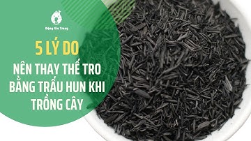 5 lý do nên thay thế tro bằng trấu hun khi trồng cây | Biochar | SFARM