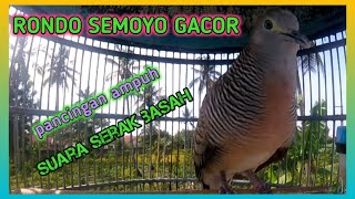 PERKUTUT RONDO SEMOYO GACOR COCOK BUAT PANCINGAN