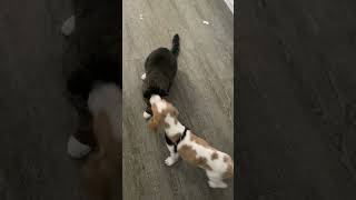 Clover Smacks My Phone Out Of My Hand