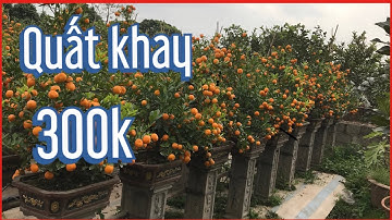 Quất Tết 2021-2022 quất cảnh