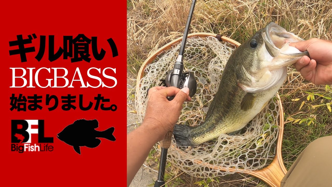 ギル喰いビッグバスvsアユサン