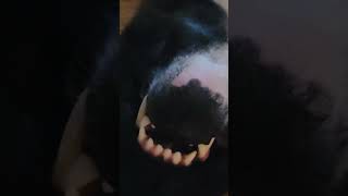 Scary Dog ​​Max