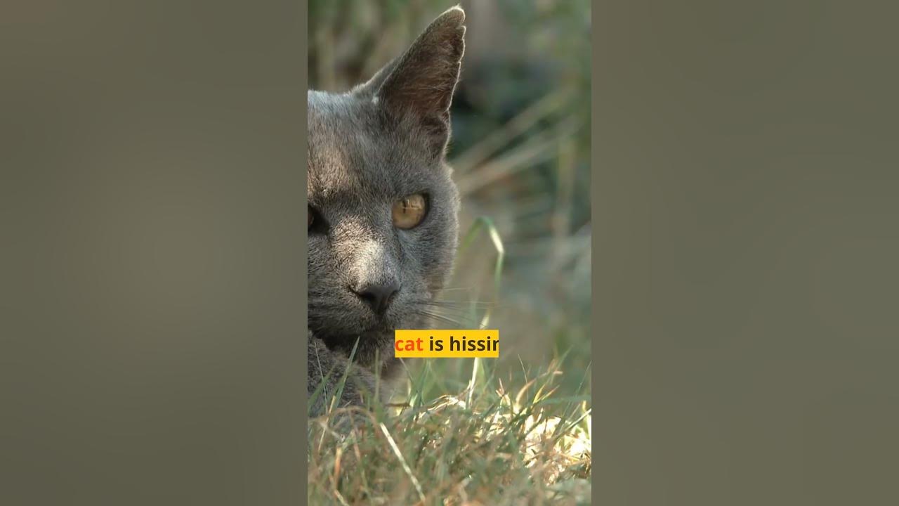 what-does-the-cat-s-hissing-mean-youtube