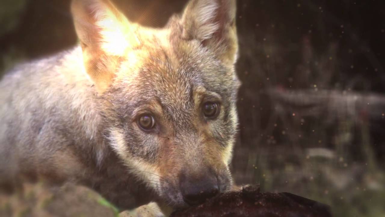 Wolfcenter TV-Spot FAN Television Regionalfernsehen Lokalfernsehen Medienpark Nord