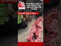 সন্দেশখালিতে দাপুটে TMC নেতার বাড়িতে STF হানা, পুকুর থেকে উদ্ধার বিপুল আগ্নেয়াস্ত্র