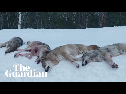 The Wolf Dividing Norway: the hunter versus the environmentalist