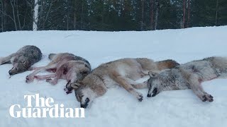 The Wolf Dividing Norway: the hunter versus the environmentalist
