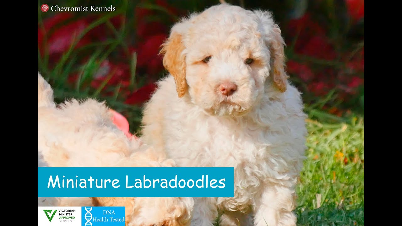 MINIATURE LABRADOODLE PUPPIES