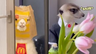 Best Animal Voiceovers - Llama Goes to McDonalds Ep. 55