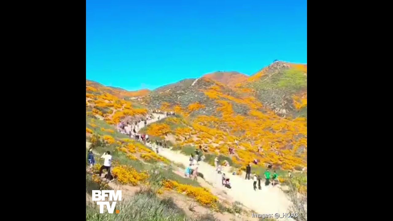 Fleurs piétinées et embouteillages, en Californie le Super bloom a viré au cauchemar bfmtv i shot the sheriff